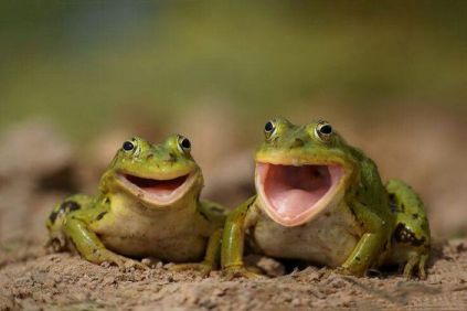 laughing little frogs